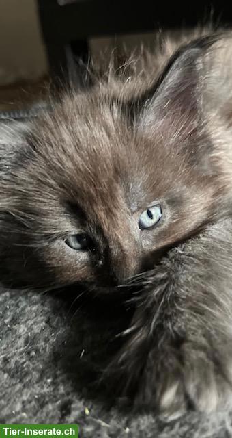 Bild 3: Maine Coon Kitten, reinrassig, sehr verspielt und verschmust