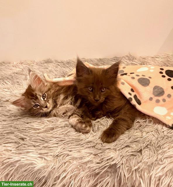 Bild 4: Maine Coon Kitten, reinrassig, sehr verspielt und verschmust