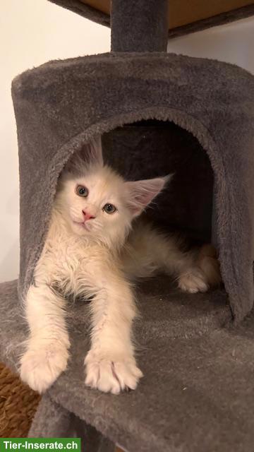 Bild 5: Maine Coon Kitten, reinrassig, sehr verspielt und verschmust