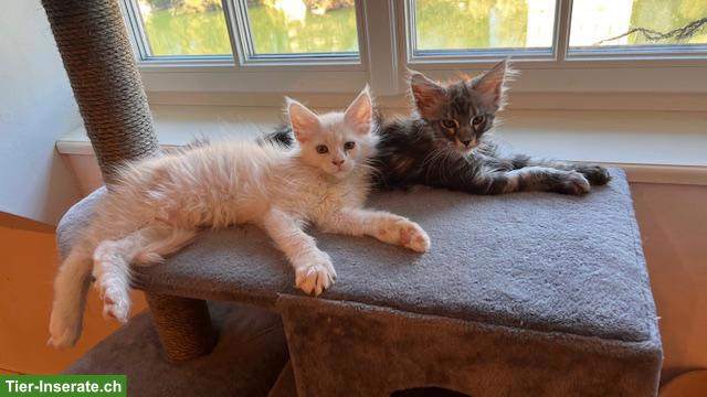 Bild 6: Maine Coon Kitten, reinrassig, sehr verspielt und verschmust