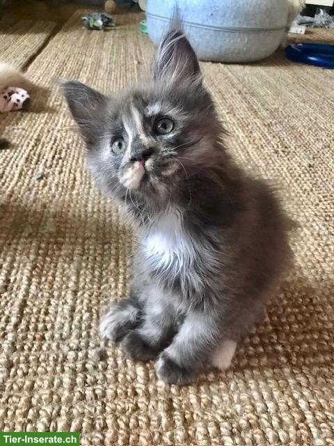 Bild 7: Maine Coon Kitten, reinrassig, sehr verspielt und verschmust