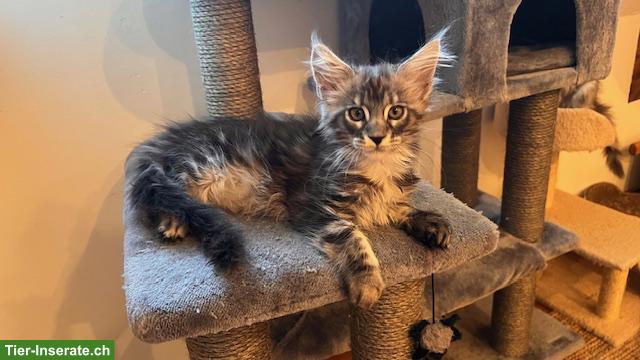 Bild 8: Maine Coon Kitten, reinrassig, sehr verspielt und verschmust