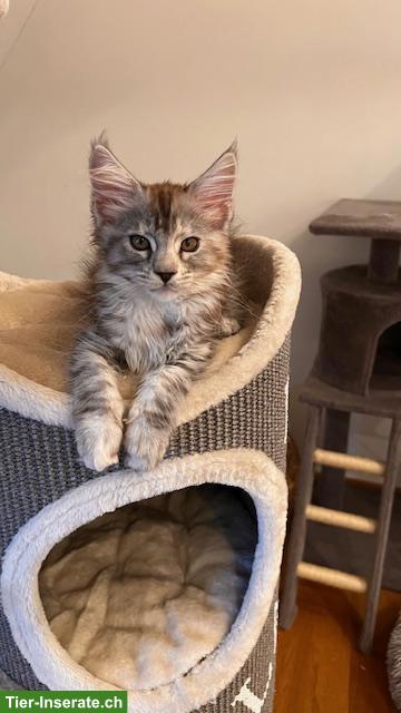 Bild 9: Maine Coon Kitten, reinrassig, sehr verspielt und verschmust