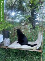 Biete liebevolle Katzenbetreuung, Pflege von Pflanzen