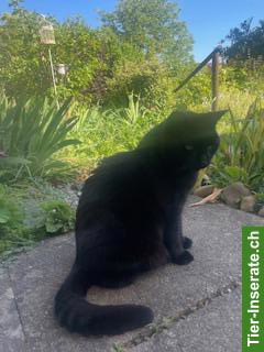 Bild 2: Biete liebevolle Katzenbetreuung, Pflege von Pflanzen