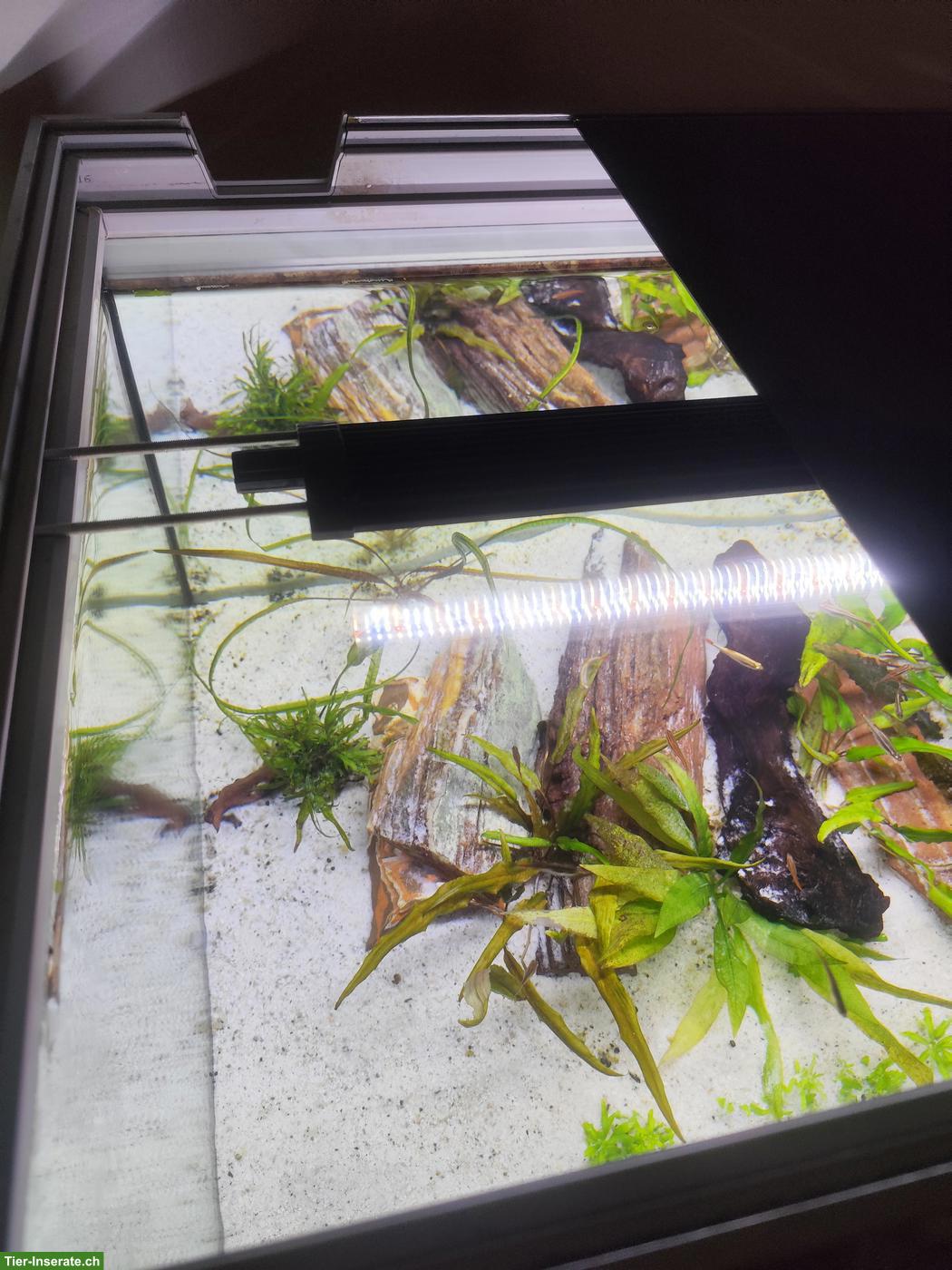 Bild 3: EHEIM Proxima 175L Aquarium Komplettset mit Zubehör