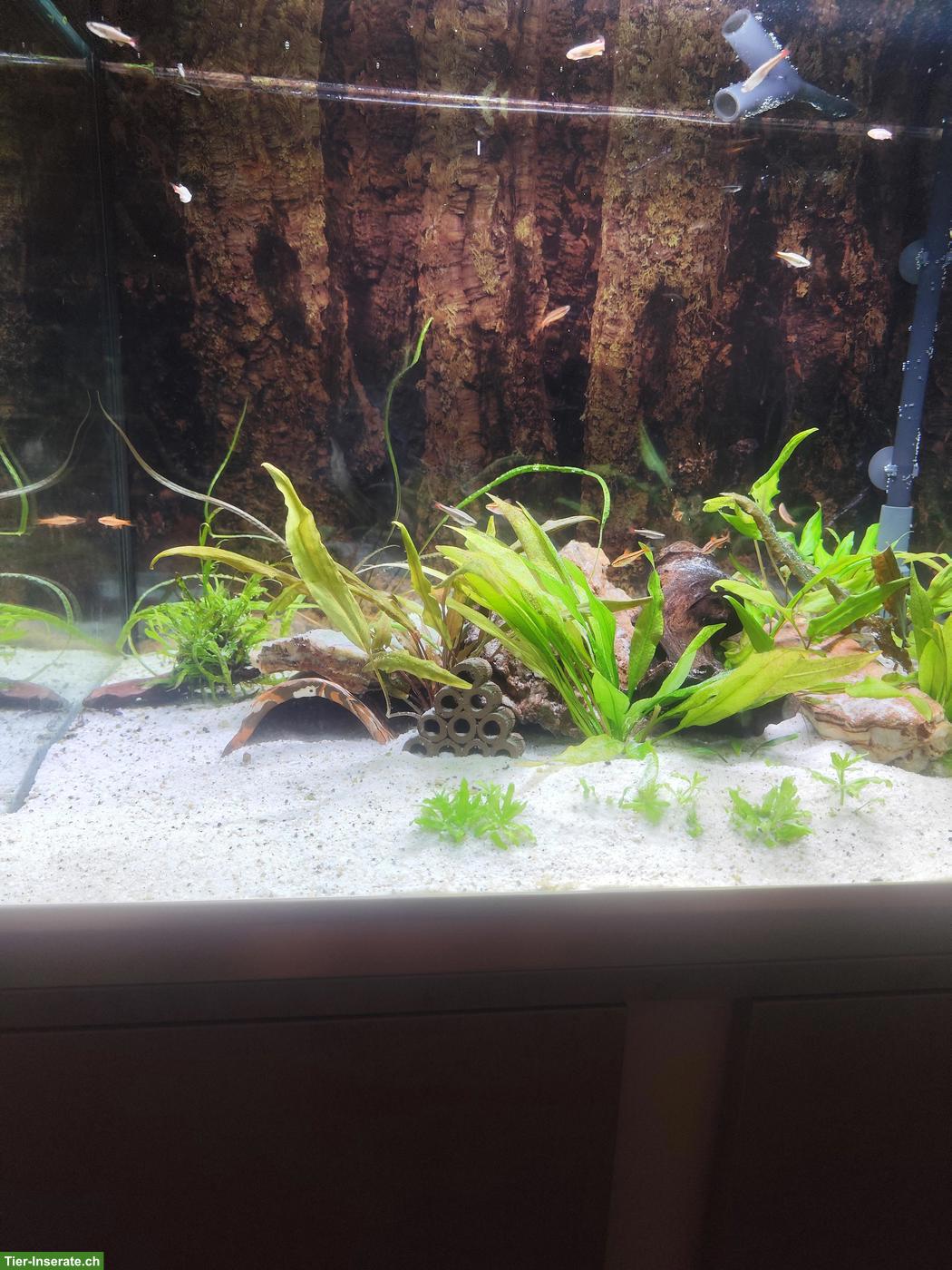 Bild 5: EHEIM Proxima 175L Aquarium Komplettset mit Zubehör
