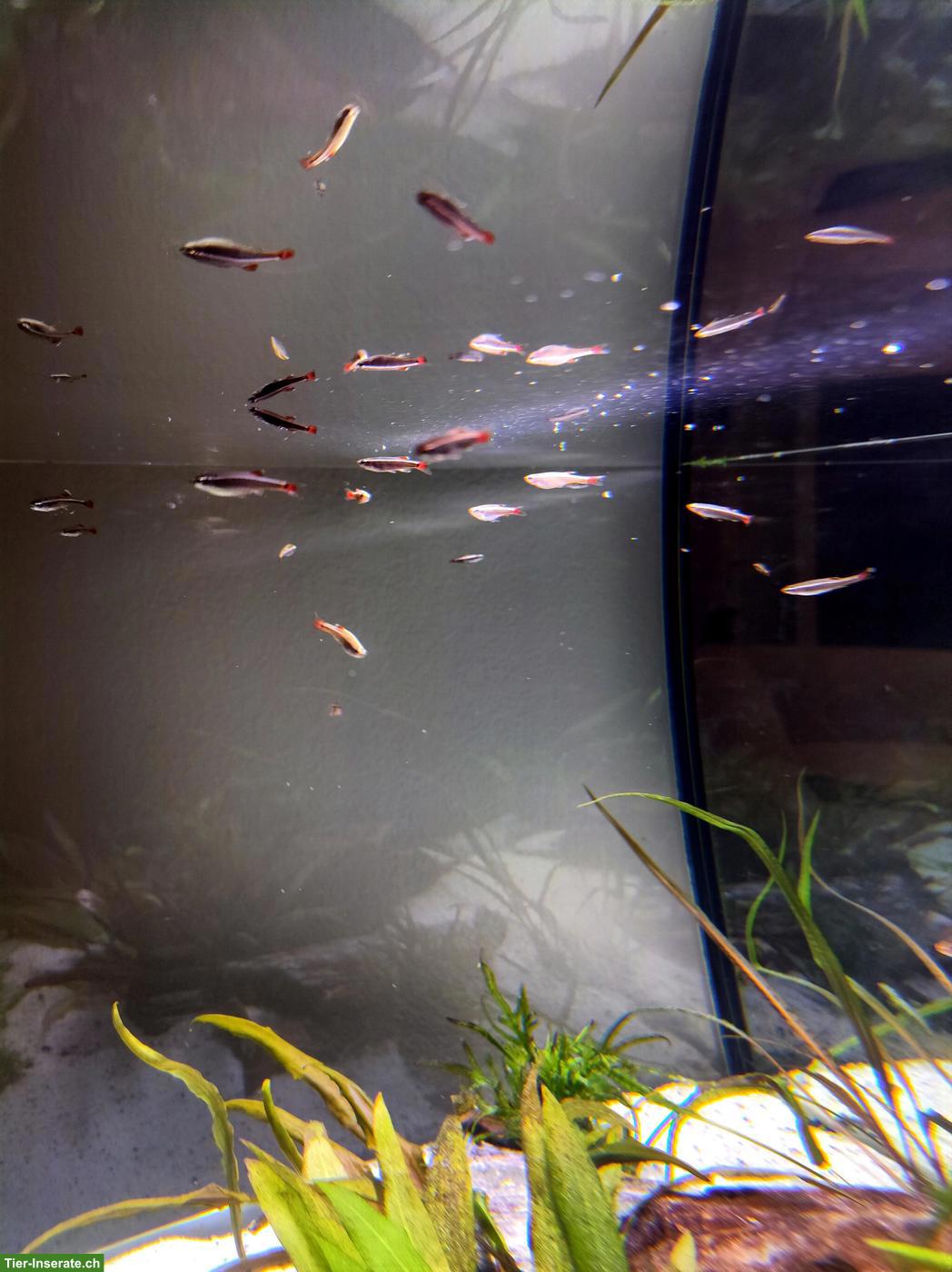 Bild 6: EHEIM Proxima 175L Aquarium Komplettset mit Zubehör