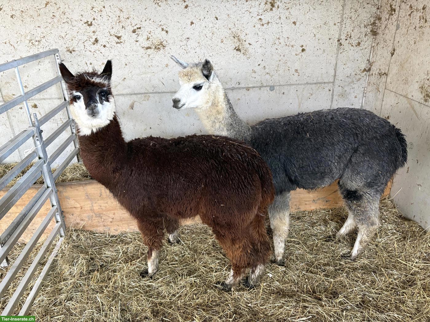 Alpaka Jungwallach Speedy & Anton