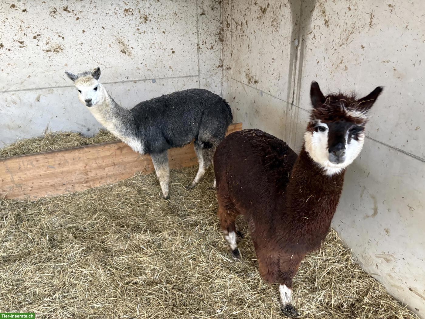 Bild 2: Alpaka Jungwallach Speedy & Anton