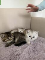 Reinrassige BKH Kitten mit seltenen Farben