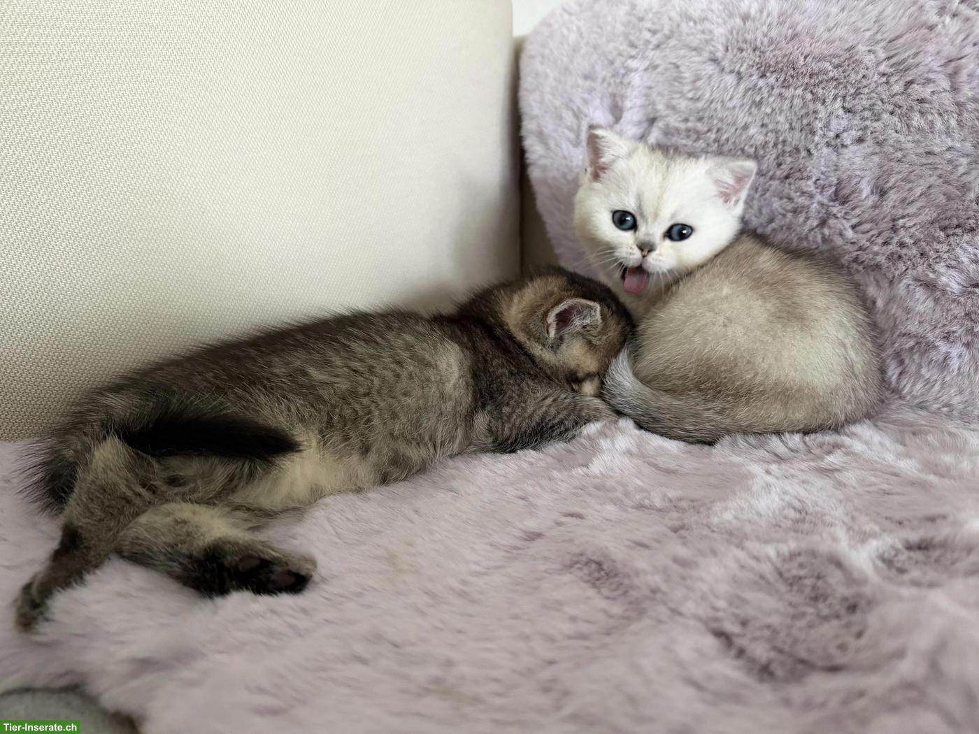 Bild 2: Reinrassige BKH Kitten mit seltenen Farben