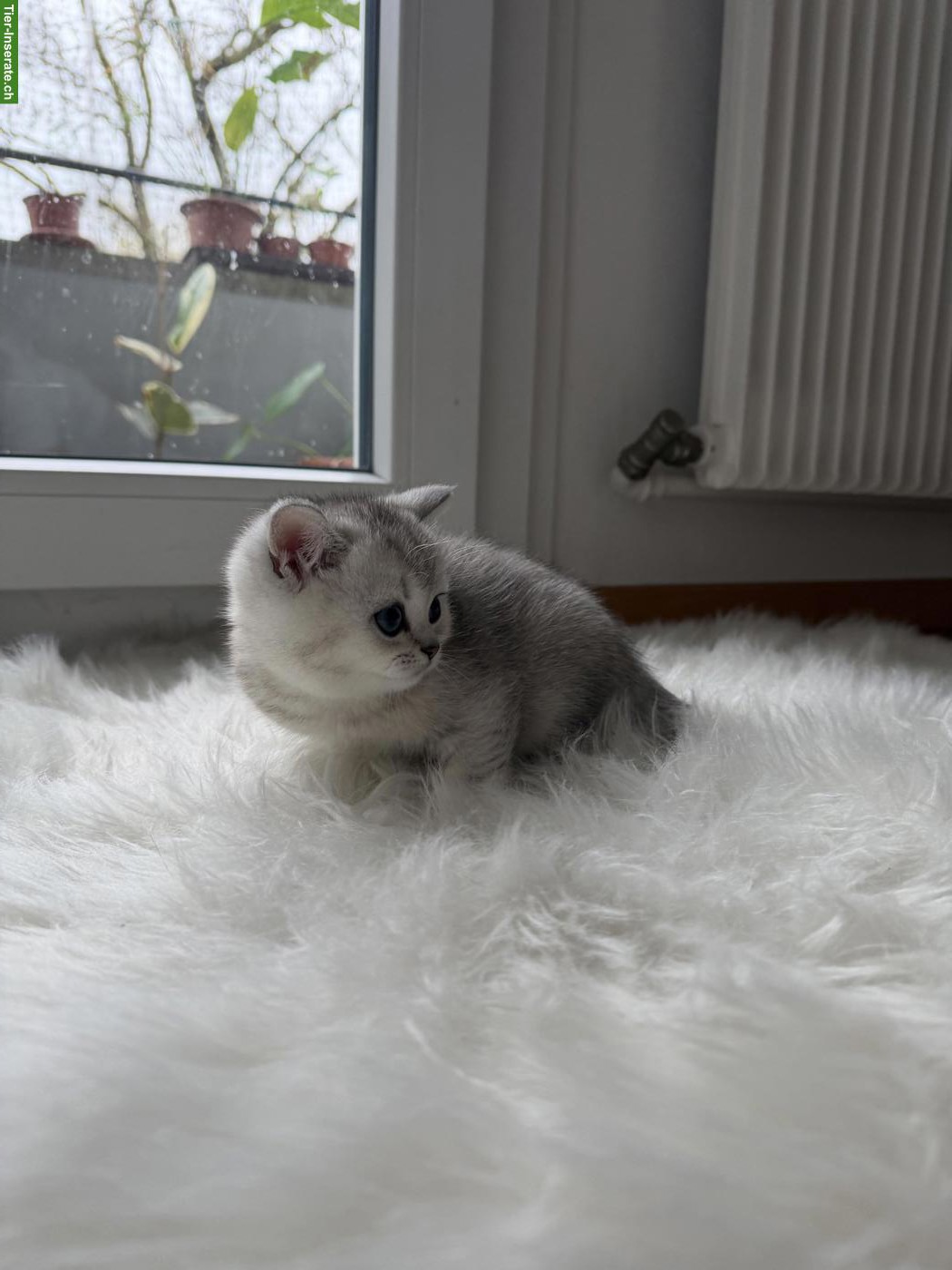 Bild 3: Reinrassige BKH Kitten mit seltenen Farben