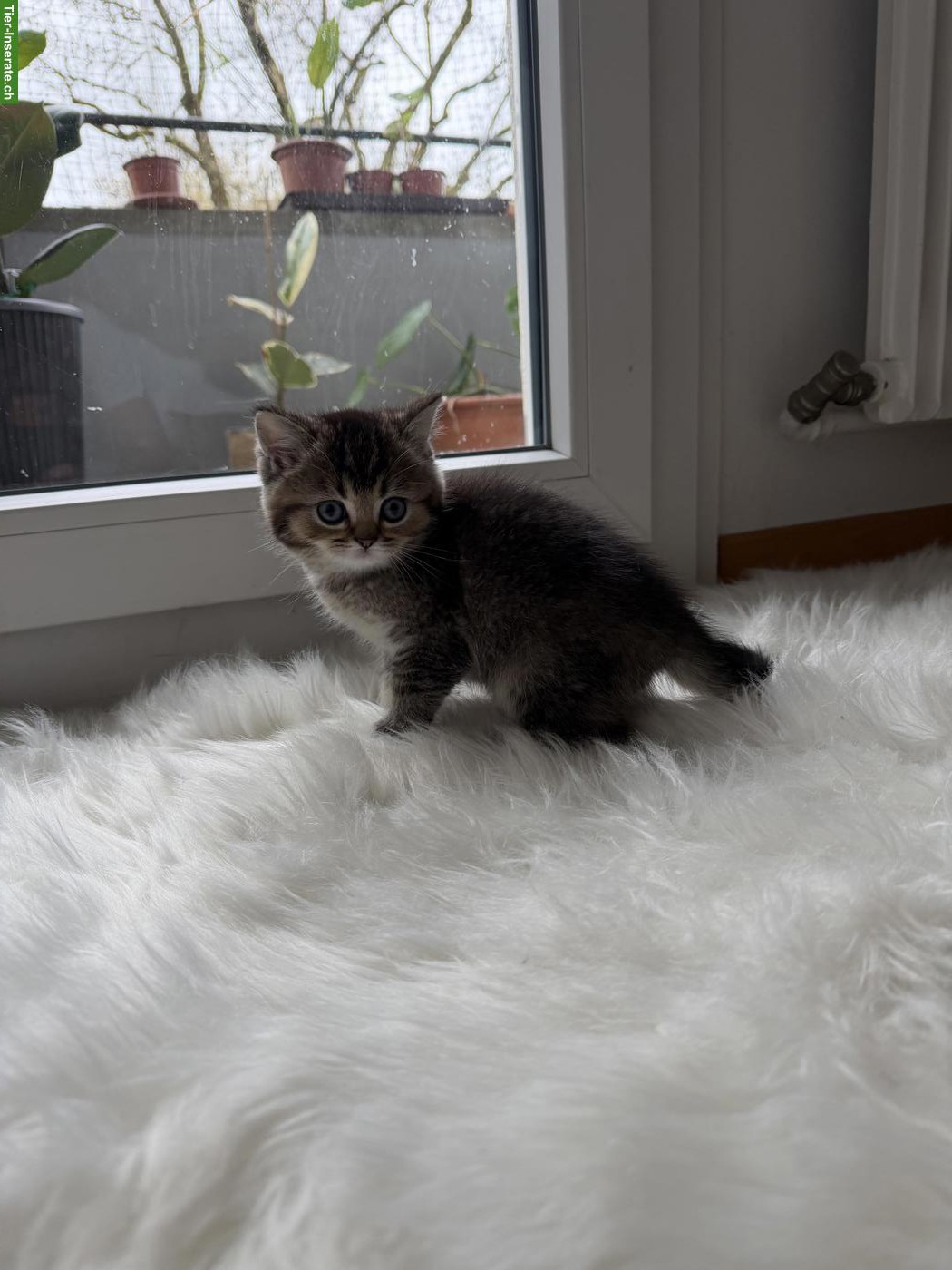 Bild 4: Reinrassige BKH Kitten mit seltenen Farben