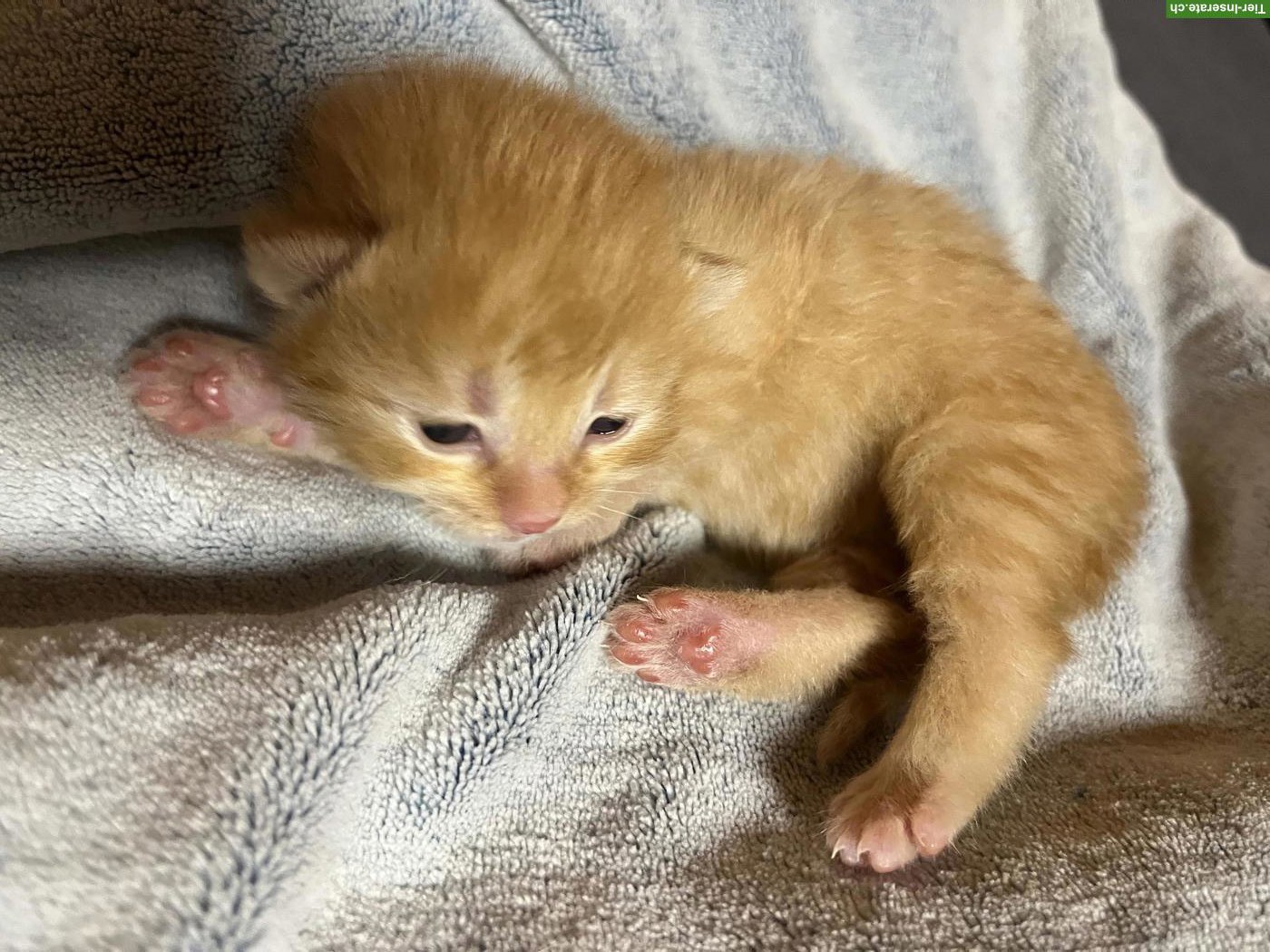 Kätzchen abzugeben: rot getigerter Kater & 3 Weibchen