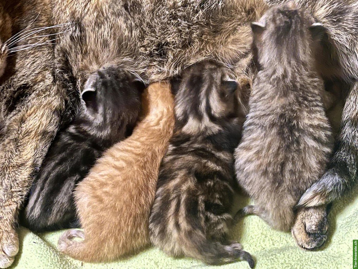 Bild 2: Kätzchen abzugeben: rot getigerter Kater & 3 Weibchen