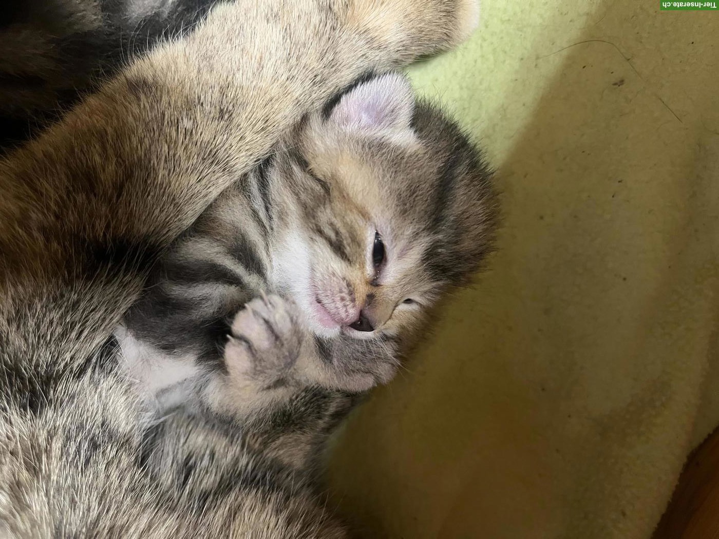 Bild 3: Kätzchen abzugeben: rot getigerter Kater & 3 Weibchen