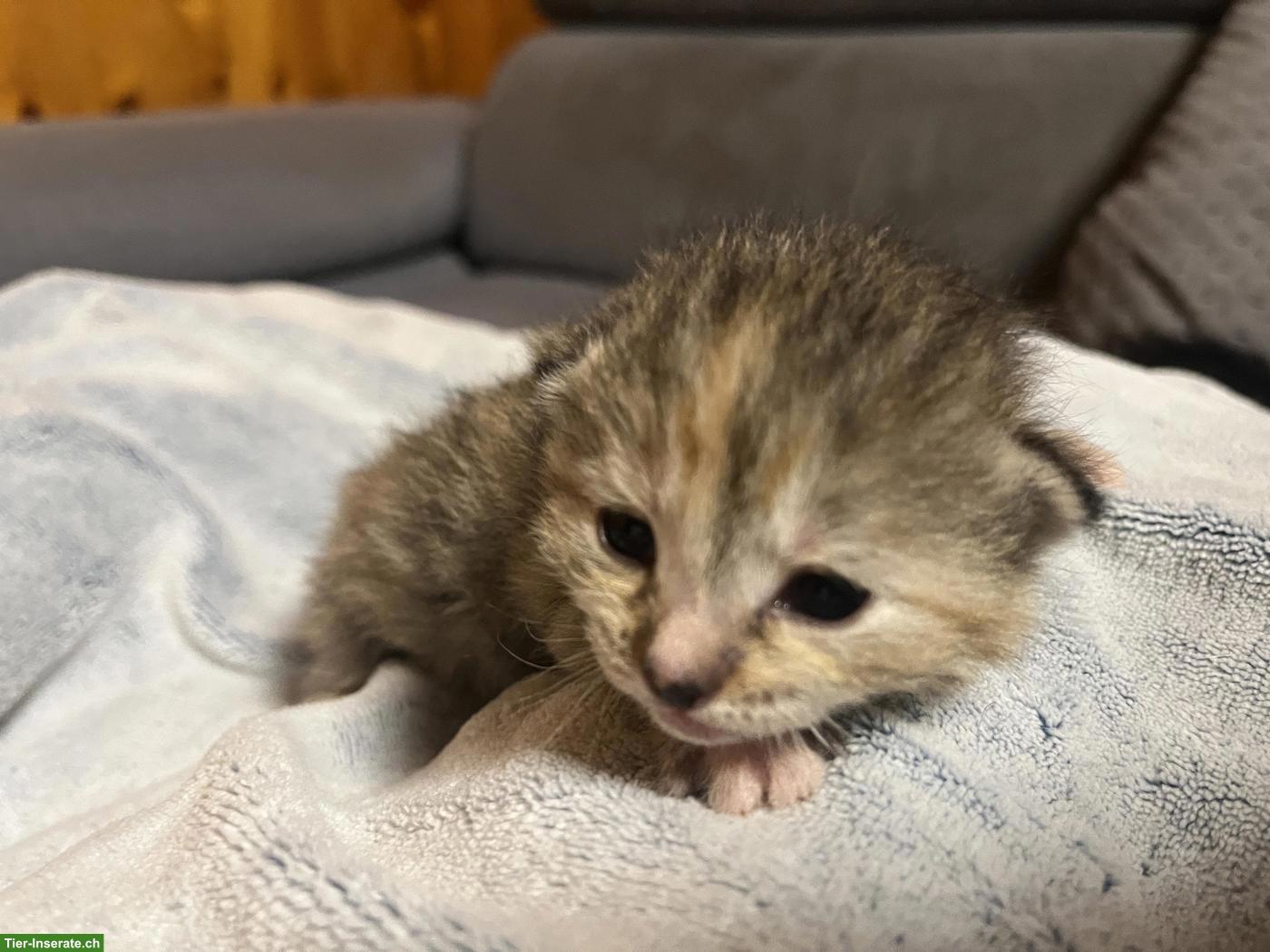 Bild 4: Kätzchen abzugeben: rot getigerter Kater & 3 Weibchen