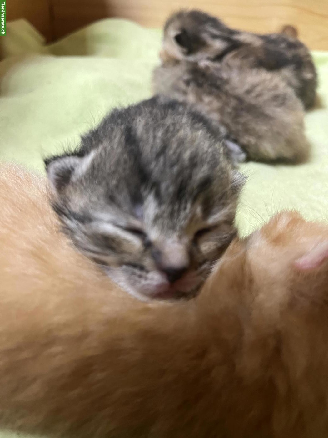 Bild 5: Kätzchen abzugeben: rot getigerter Kater & 3 Weibchen