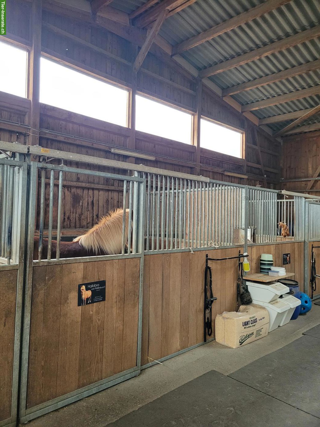 Freie Auslaufbox in Steinhausen, Kanton Zug