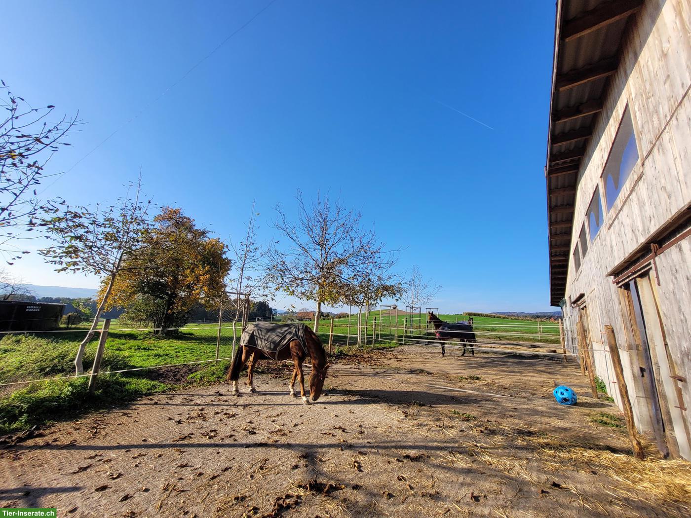 Bild 2: Freie Auslaufbox in Steinhausen, Kanton Zug