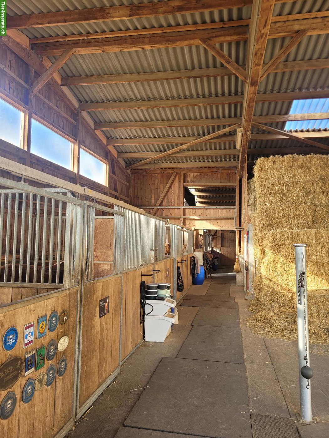 Bild 3: Freie Auslaufbox in Steinhausen, Kanton Zug