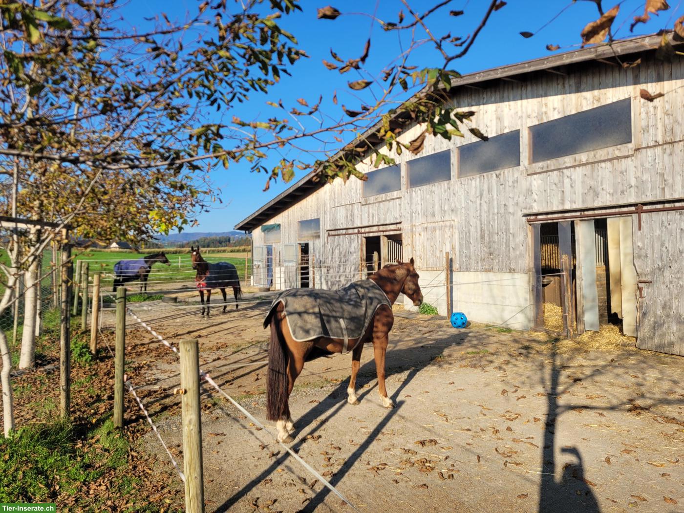 Bild 4: Freie Auslaufbox in Steinhausen, Kanton Zug