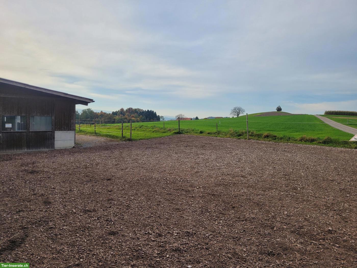 Bild 5: Freie Auslaufbox in Steinhausen, Kanton Zug