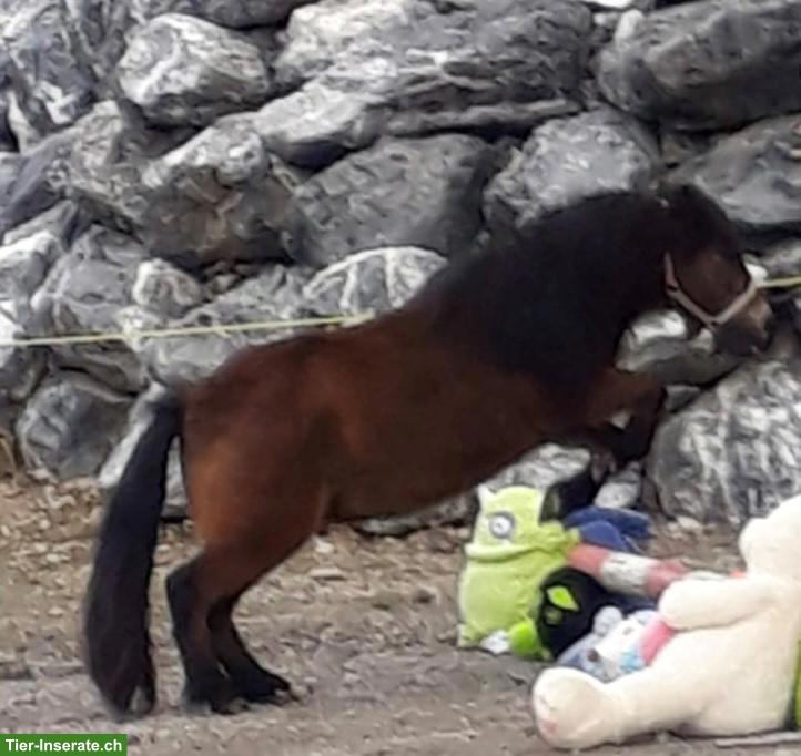 Pflege- und Reitbeteiligung auf Verlasspony (Shetty) in Hakab ZH