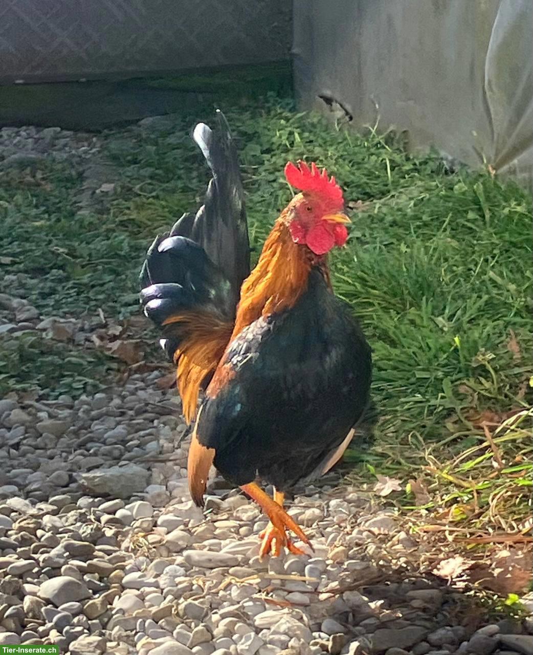 Junger Serama Hahn sucht dringend neues Zuhause