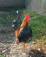 Junger Serama Hahn sucht dringend neues Zuhause