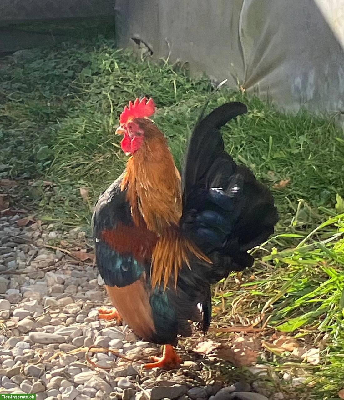 Bild 2: Junger Serama Hahn sucht dringend neues Zuhause