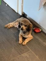 Liebe Toypudel Hündin zu verkaufen