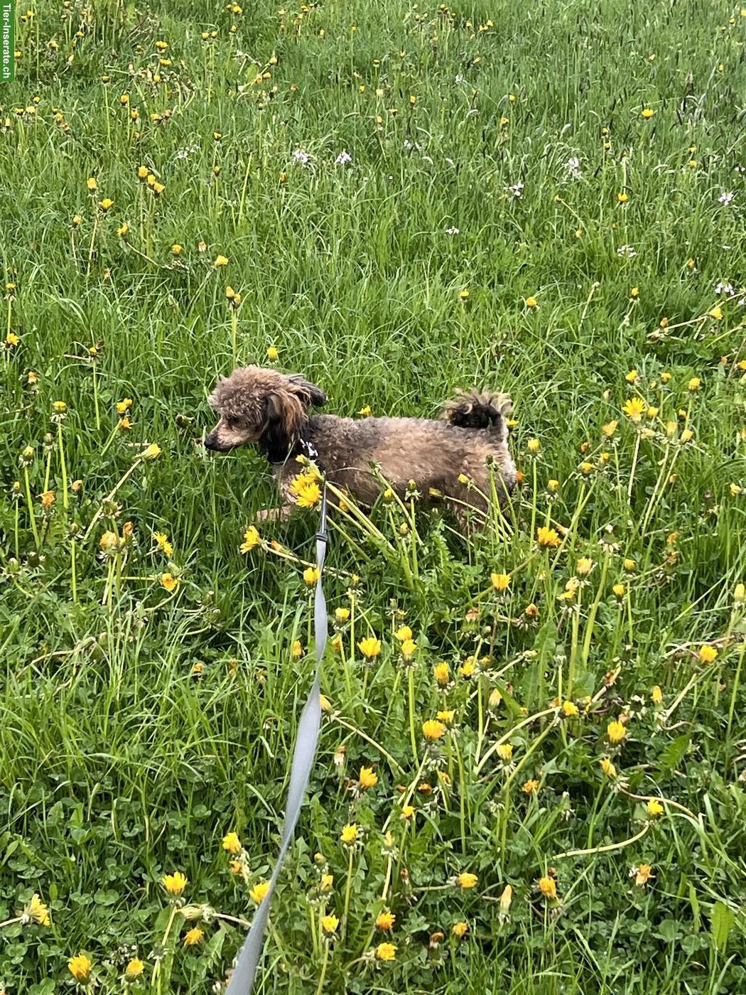 Bild 2: Liebe Toypudel Hündin zu verkaufen