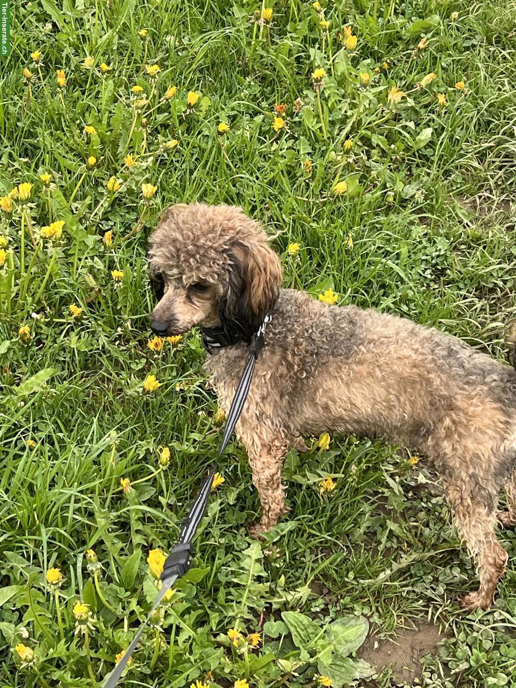 Bild 3: Liebe Toypudel Hündin zu verkaufen