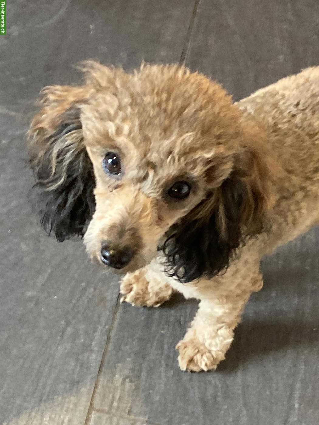 Bild 4: Liebe Toypudel Hündin zu verkaufen