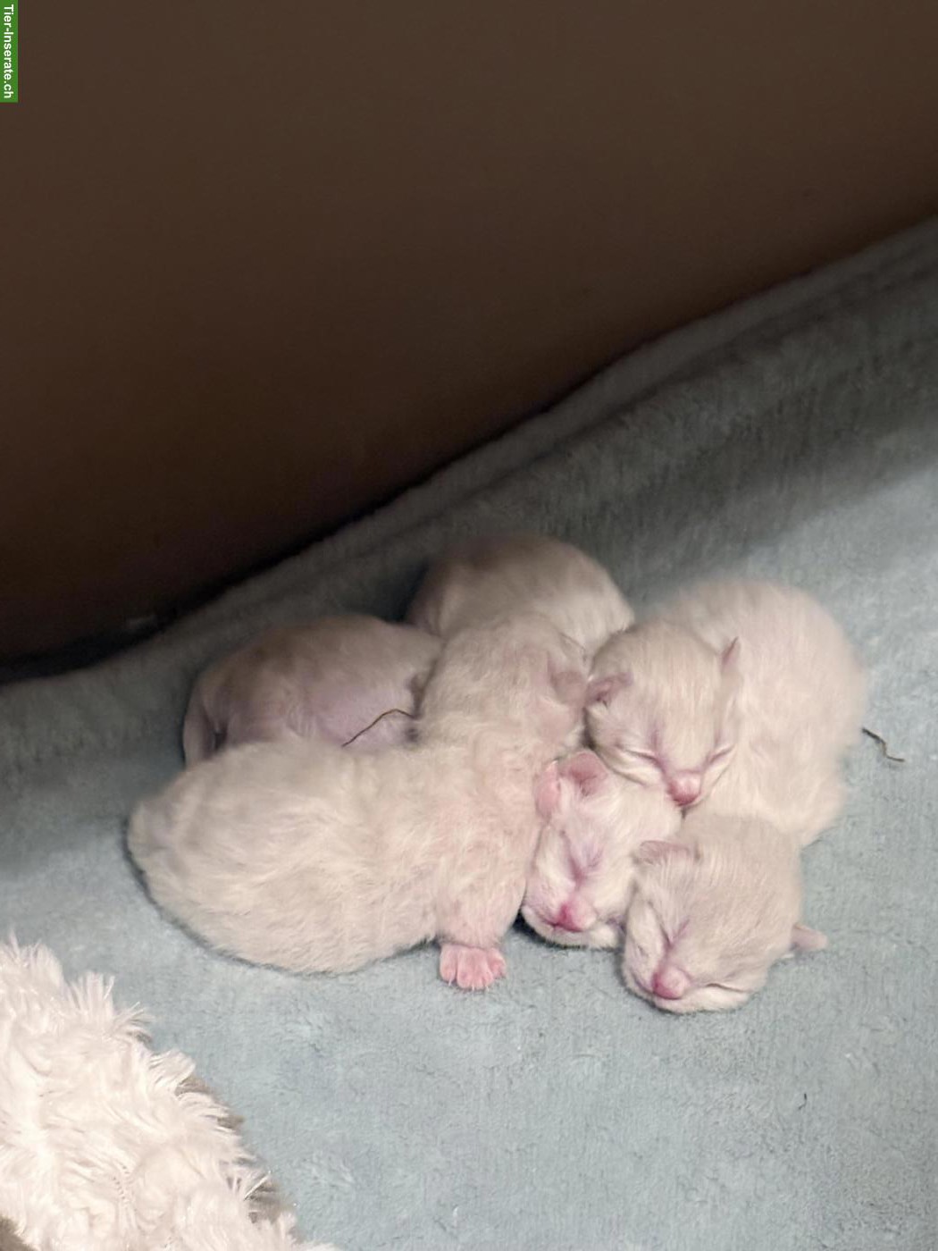 Siam x Birma Mix Kitten mit stahlblauen Augen zum Verlieben