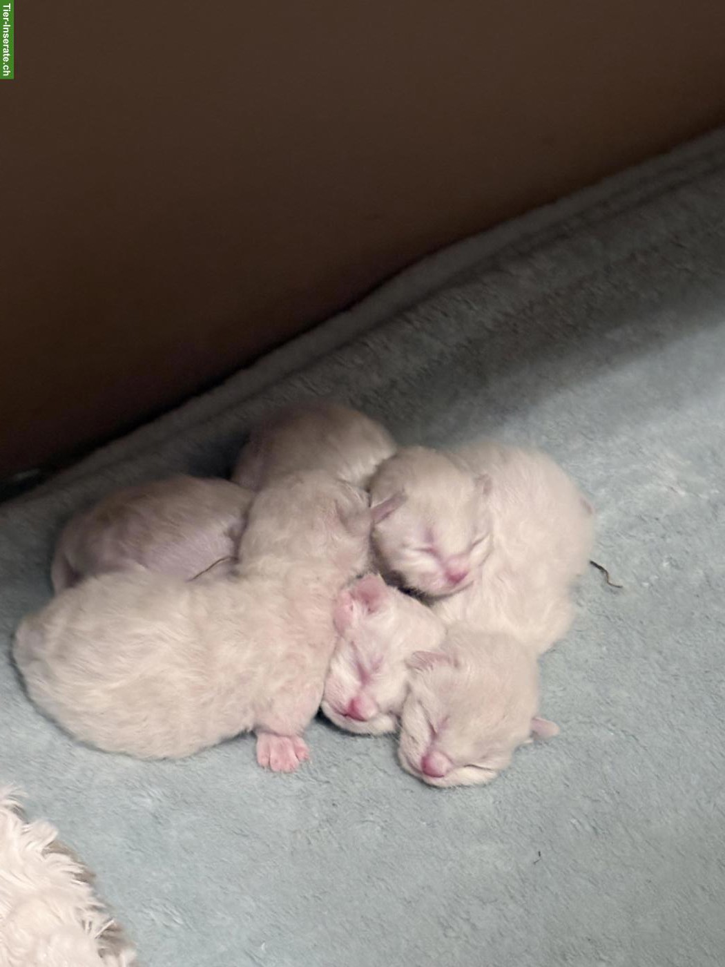 Bild 2: Siam x Birma Mix Kitten mit stahlblauen Augen zum Verlieben