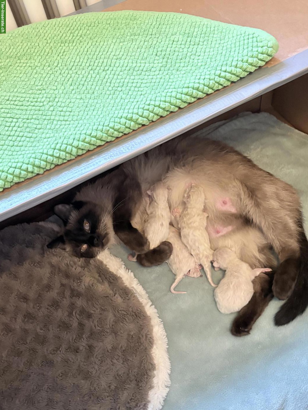 Bild 3: Siam x Birma Mix Kitten mit stahlblauen Augen zum Verlieben