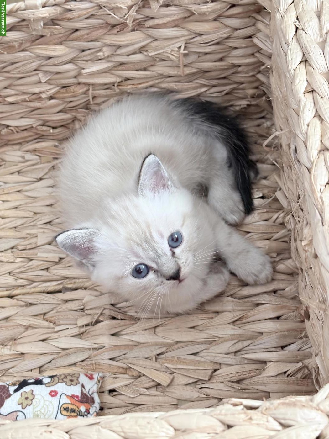 Bild 4: Birma Kitten mit stahlblauen Augen zum Verlieben