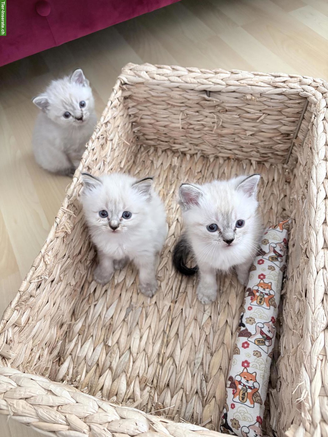 Bild 5: Birma Kitten mit stahlblauen Augen zum Verlieben