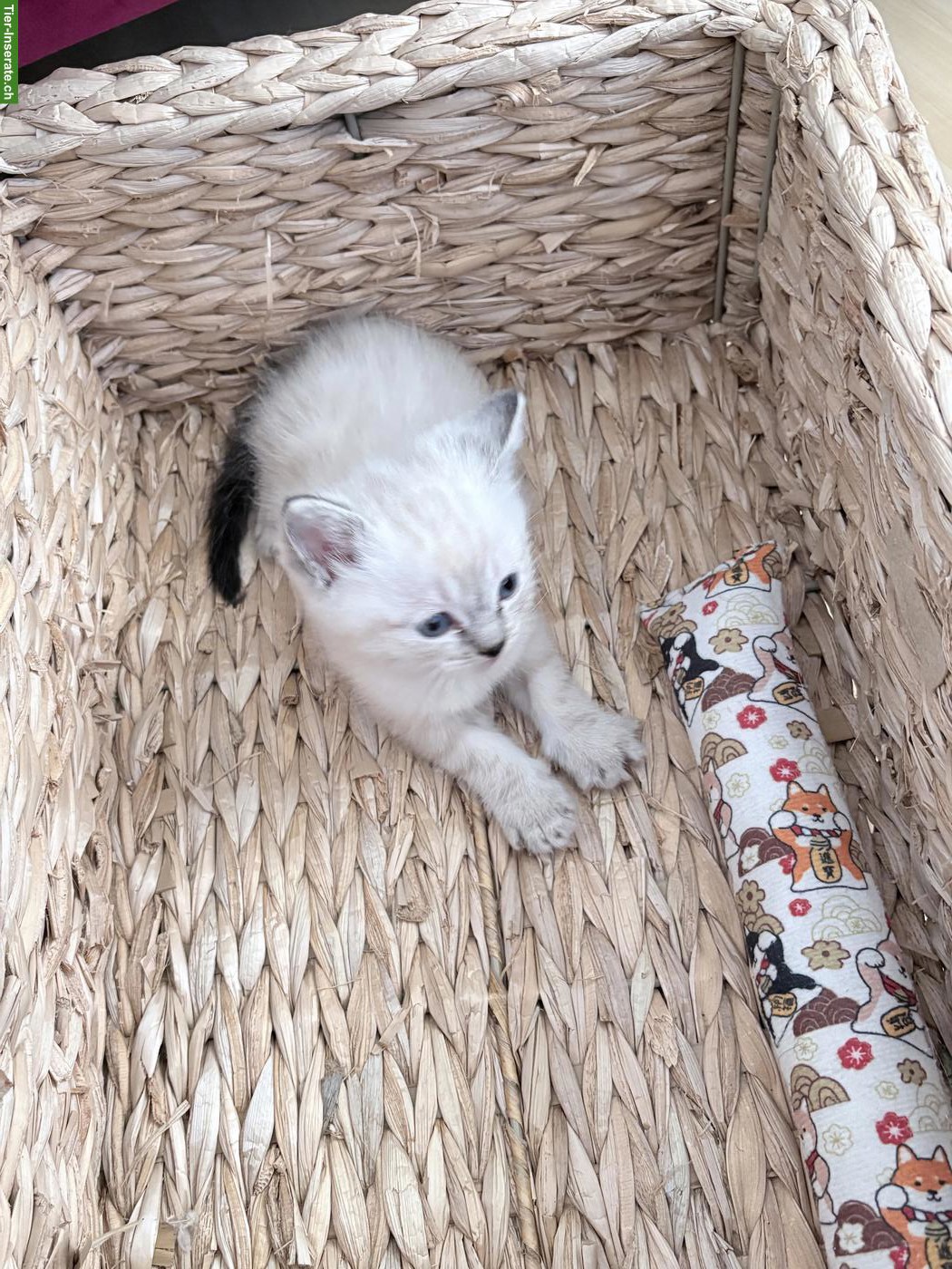 Bild 6: Birma Kitten mit stahlblauen Augen zum Verlieben