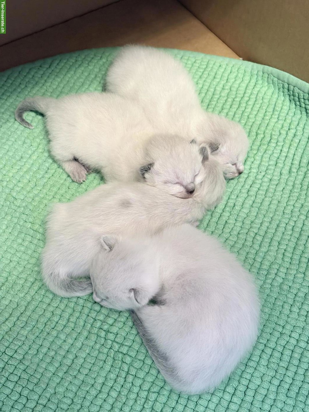 Bild 7: Birma Kitten mit stahlblauen Augen zum Verlieben