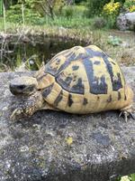 Griechische Landschildkröte Weibchen, 50-jährig, THB