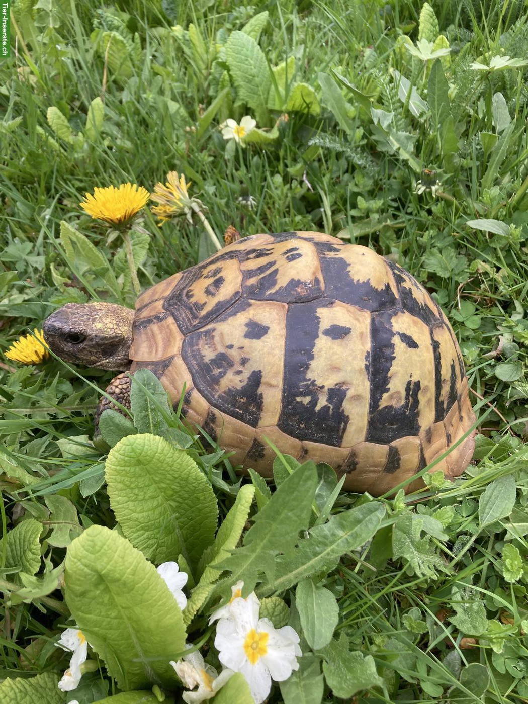Bild 2: Griechische Landschildkröte Weibchen, 50-jährig, THB
