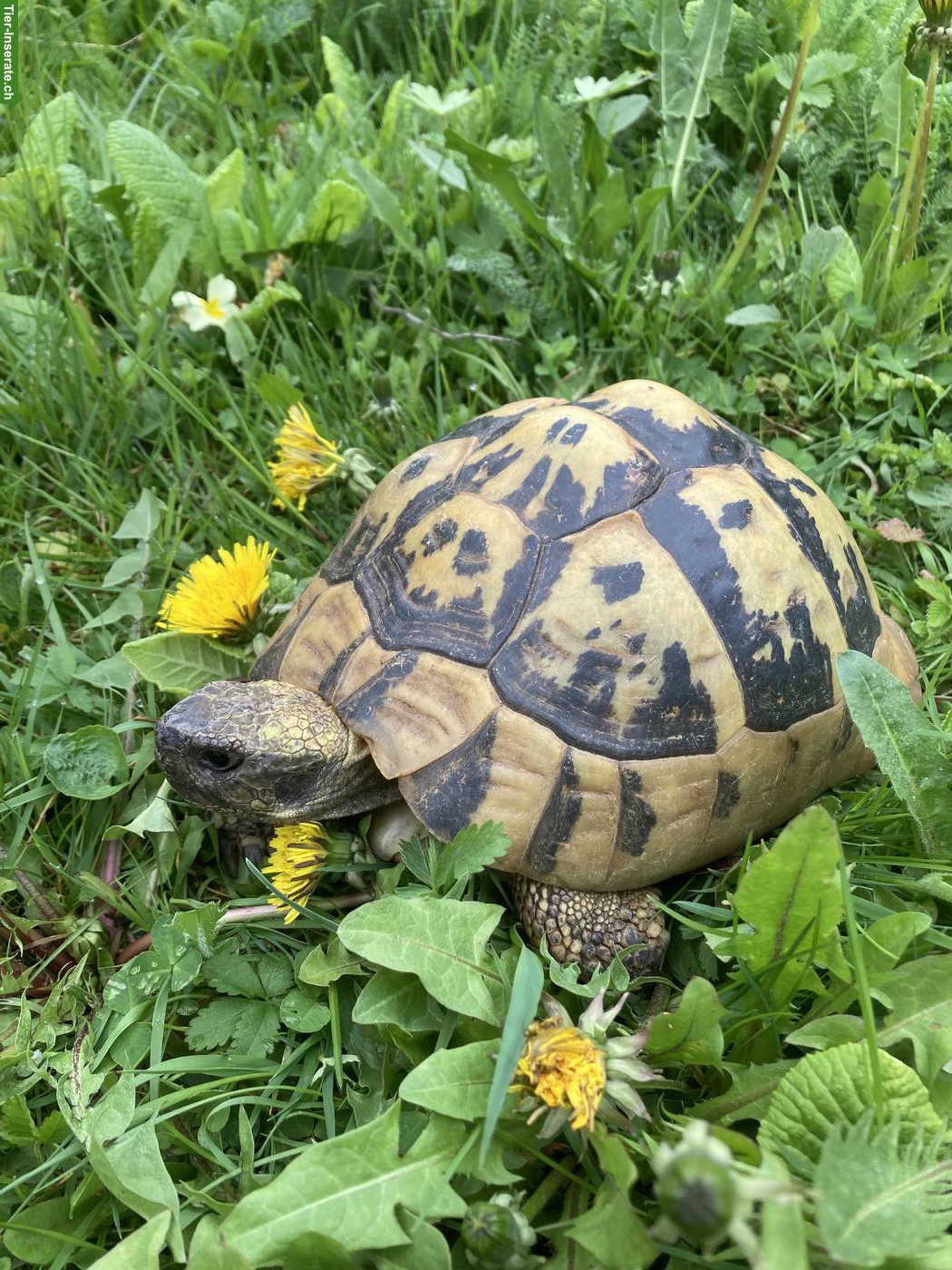 Bild 3: Griechische Landschildkröte Weibchen, 50-jährig, THB