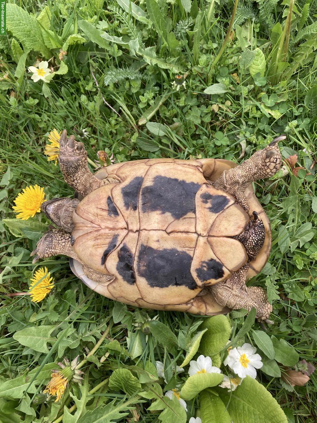 Bild 4: Griechische Landschildkröte Weibchen, 50-jährig, THB