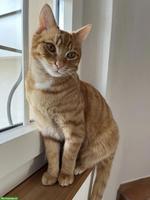 Junger roter Kater sucht Zuhause mit Freigang