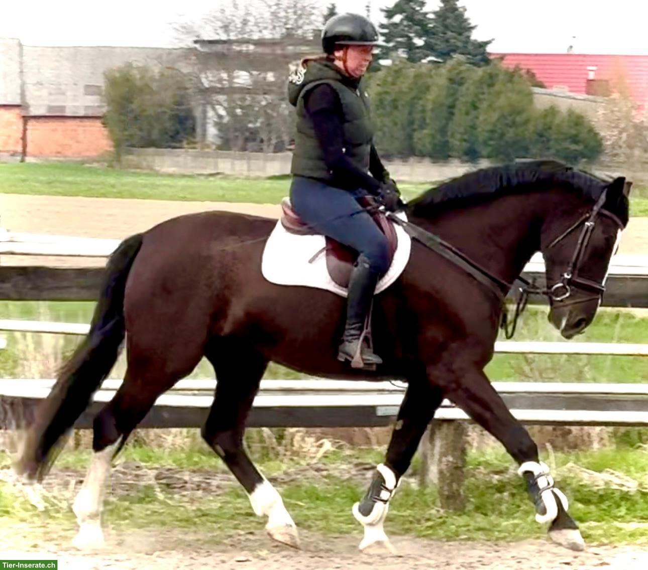 Bild 2: Schlesier Stute, ein braves Freizeitpferd