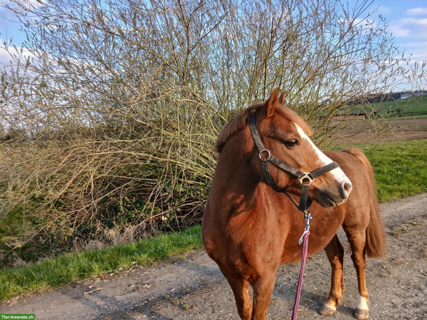 Irisches Freizeitpony, ca. 120cm, Wallach, Fuchs, 11-jährig